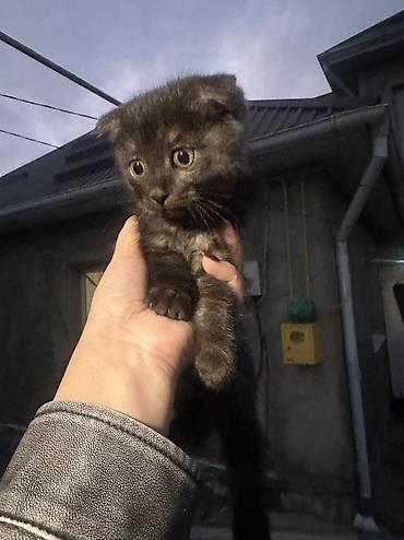 Кошки: 2 месяца, Девочка, Метис — 3