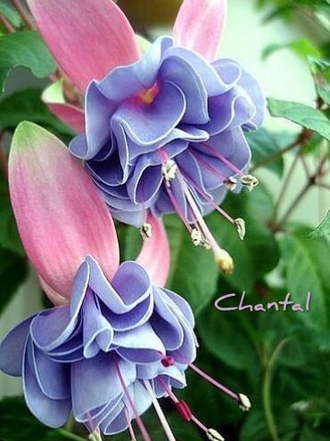 Другие комнатные растения: Продаю Детки!!! (укорененные черенки)сортовых,комнатных фуксий!Цена — 21