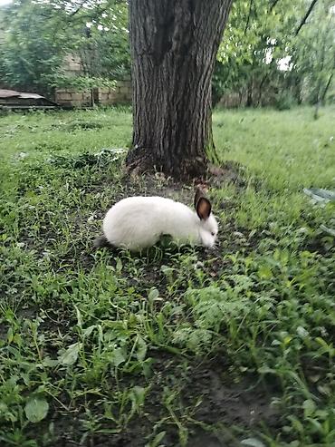 akvarium baliqlari qizil baliq: Kaliforniya dovşan dı əti və çekisi 6 7 kiloyu aşa bilir amma baxımdan — 5