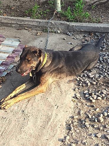it cinsleri: İt – qarışıq cins, orta-böyük ölçü, qara-qəhvəyi (brindle) rəngdə qısa — 2