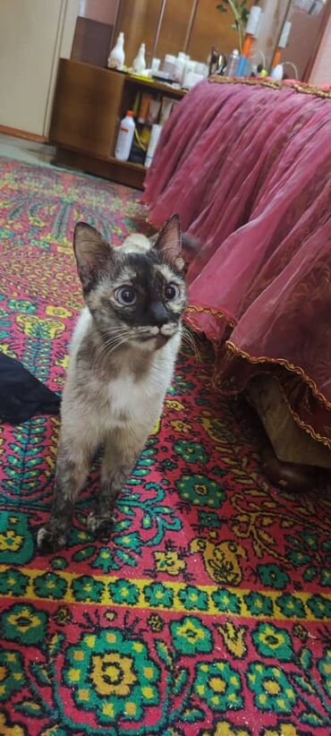 сиамский вислоухий кот: Ищем дом для кошечки, только в квартиру. Возраст примерно 1 год