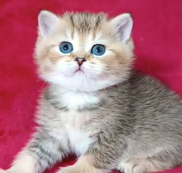 Коты: Предлагаются к предварительному резерву шотландские котята . девочка