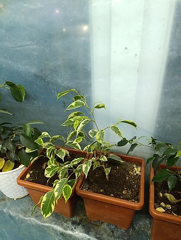 Фикусы: Продаются цветы, разные виды, сорта, большие и маленькие домашние и — 15