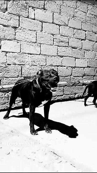 gencede itler: Pitbul, 1 il, Erkək, Peyvəndli — 9
