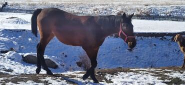 купить собаку объявления: 4 баш ургачи тайлар, полторашка, круг 450 мин сом. С. Тогуз Булак