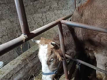 Коровы, быки: Продаю | Корова (самка) | Симментальская — 4