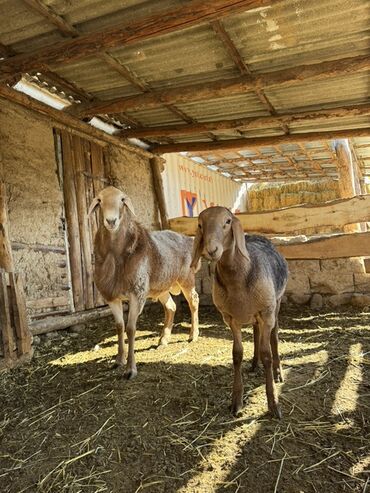 собаку в добрые руки: Сатам | Кочкор (эркек) | Арашан | Көбөйтүү үчүн