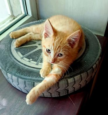 маленький кот: Кошка даром: Беспородная, 2 месяца, Мальчик, Приучена к лотку, Проглистована — 8