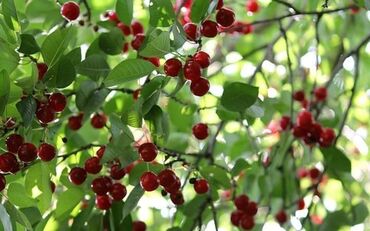 fındığ: Fındıq və albalı 🍒 qələmi Bakı və digər rayonlara ödənişli çatdırılma