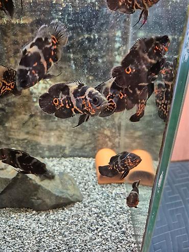 кислород для рыб: Продаю астронотусов (Глазчатый астронотус (Astronotus ocellatus) - — 2