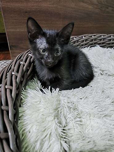 кошки свинкс: Котята короткошерстные, родились от родителей сфинксов - Окрас: одна — 3
