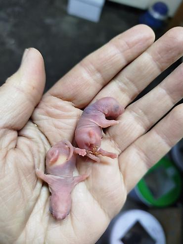 Крысы: Продам маленьких крысят Дамбо декоративные рексы ручные домашние. Есть — 18