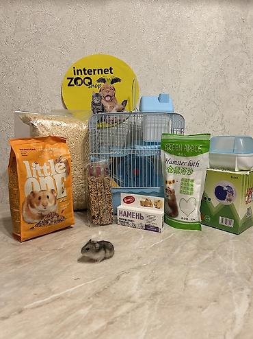 Хомяки: Продаются хомячки ручные. В нашем питомнике вы можете приобрести — 29