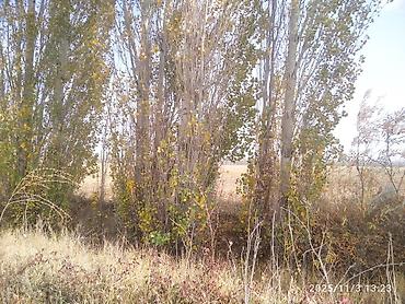 Тополь: Тополя для озеленения/живой изгороди - Порода: тополь (пирамидальный — 16