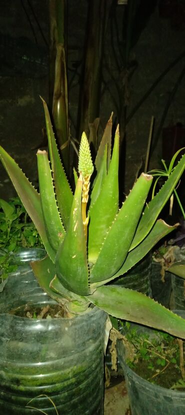 Otaq bitkiləri: Aloe