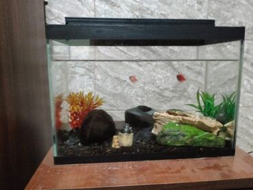 Akvariumlar: 18 litr akvaryum Ultraclear deyil 2 ədəd Glow fish 2 ədəd Cory-doras