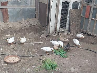 koxin karlik: Salam karlikdi Amerkanski boyumyen yumrtyur ozu yatir 8ededqalb — 5