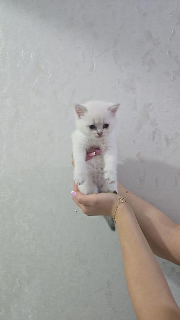 Pişiklər: Britan, Erkək, Dişi, Yaxşı əllərə, Ünvandan götürmə, Ödənişli çatdırılma — 1