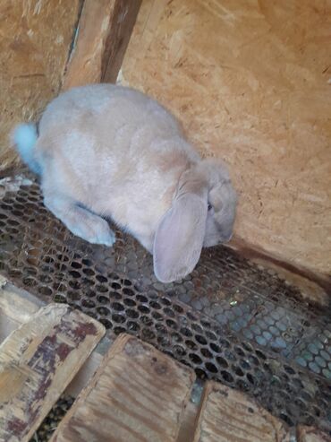 сколько стоит собака породы доберман: Продаю | Крольчата | Французский баран | Для разведения