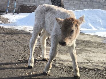 корм для животных: Продаю бычка народа швиц 
родился 07.02.25 
цена- 50000 сом