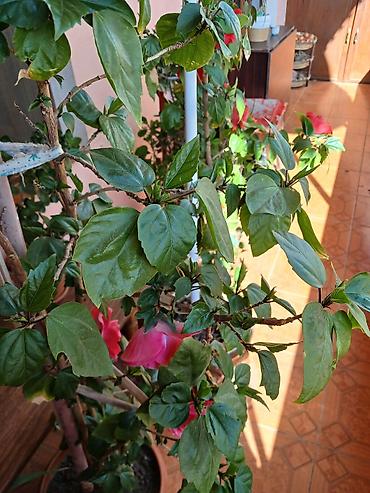 etirsah bitkisi: Qırmızı çiçəkli hibiskus (Çin qızılgülü) – iri, parlaq yaşıl yarpaqlı — 1