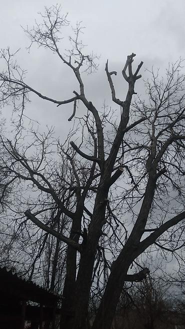 Спил деревьев, заготовка дров: УСЛУГИ АРБОРИСТА. ВАЛЮ ДЕРЕВЬЯ ЛЮБОЙ СЛОЖНОСТИ СТРИЖКА ТОПОЛЕЙ ОБР.ПО — 4