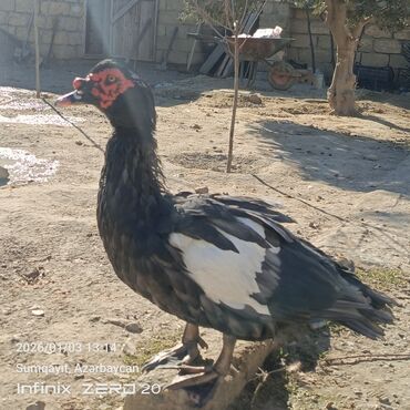 Ördəklər: Öz heyvanlarımdı qiymətləri fərqlidi çəkisinə və cinsinə görə — 2