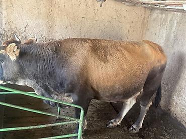 для сельчского хозяйства: Продаю | Корова (самка) | Для разведения — 3