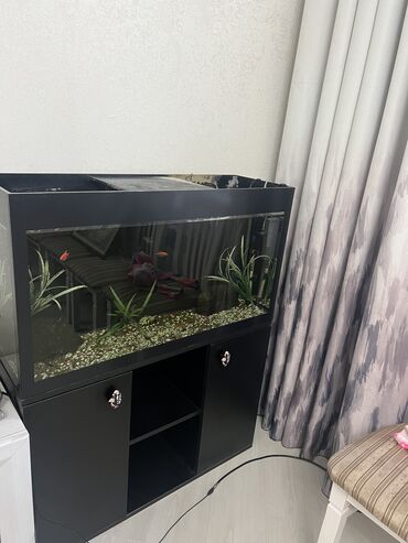 аквариум для рыбы: Продаю аквариум срочно! Со шкафчиком и аппаратурой. Самовывоз из