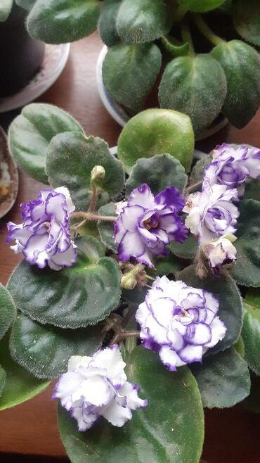 Otaq bitkiləri: Afrika bənövşələri (Saintpaulia) – müxtəlif rəngli və formalı sortlar — 3