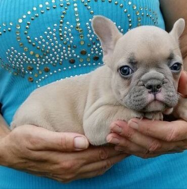Psi: Francuski buldog štenci egzotičnih boja veseli umiljati, stručno na lalafo.rs — 3 Psi: Francuski buldog štenci egzotičnih boja veseli umiljati, stručno — 3