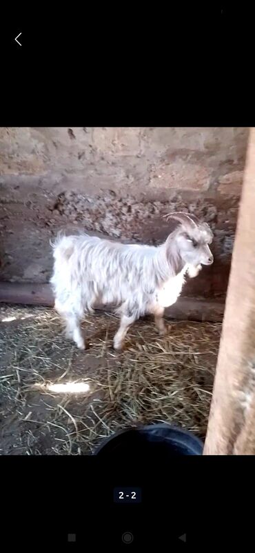 Информатика: Ağ rəngdə, uzun tüklü ev keçisi - Növ: yerli/angoraya oxşar uzun tüklü