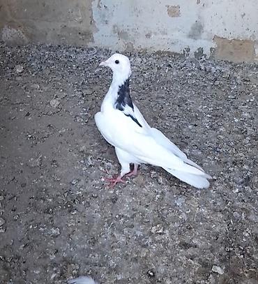 su quşu adları: Tutulma erkey tuleydedi heyvan — 2