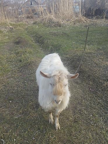Козы, козлы: Продаю | Козёл (самец) | Для разведения | Племенные — 4