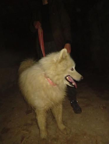pomeran itler: Samoyed, 11 ay, Erkək — 2