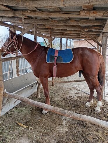 продажа домашних животных: Сатам | Жылкы (эркек), Байтал | Дончак | Көбөйтүү үчүн, Ат спорту