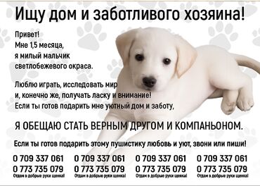 Отдам даром собаку: Собака даром: 2 месяца, Самец