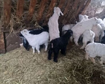 Keçi, çəpiş: Salam ZANEN KECİLƏRİMİZ SATİŞDA İCLƏRİNDƏ ALPENDE VAR ONLARIN QİYMƏTİ — 1