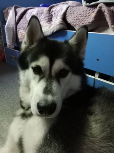 возьму собаку бесплатно: Ит бекер берилет: Хаски, 3 жаш, Эркек, Эмделген
