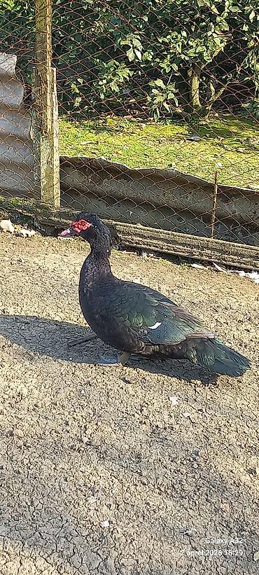 Ördəklər: Erkək, | Lal ördək, Ətlik — 10