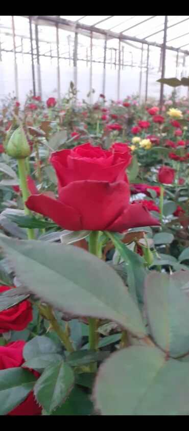 Tinglər: Məhsul: Gül kolları (gül tingləri) - Növlər və rənglər: - — 11