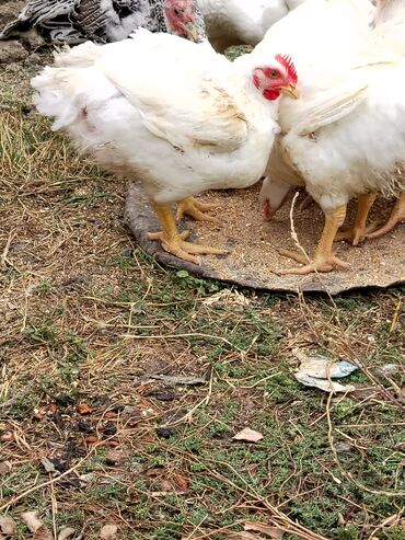 Toyuqlar: Təmizlənmiş Colpa var təmiz əti 1500.1600.1700.1800di istəyən zakas — 9