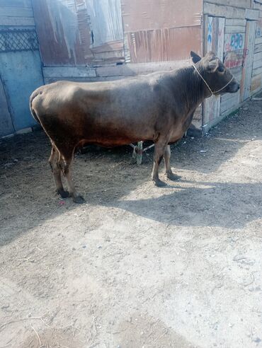 etibarli elere verilir: Dişi, il: 3, Damazlıq, Ünvandan götürmə