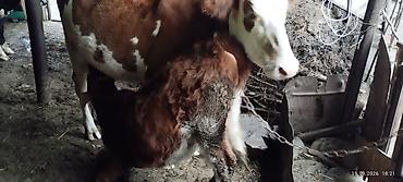 tap az qusar heyvanlar: 2 yaş yarimliq iney ve birinci balası dana dişidir 6 ayliqdir — 4