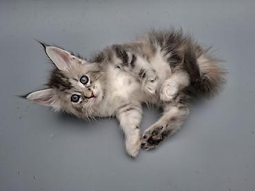 черный мейн кун: Мейн-кун, 1 месяц, Девочка, С документами — 7
