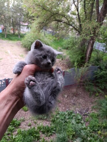 сколько стоят шотландские вислоухие кошки: Скотиш Фолд (Шотландская вислоухая), 2 месяца, Девочка, Черепаховый, Приучена к лотку
