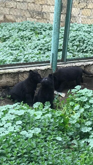 İtlər: 1 ay, Erkek, Pulsuz çatdırılma
