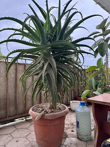 Otaq bitkiləri: Aloe (sukulent) – böyük ölçülü, dibçəkdə - Növ: Aloe (kəsici tikanlı — 2