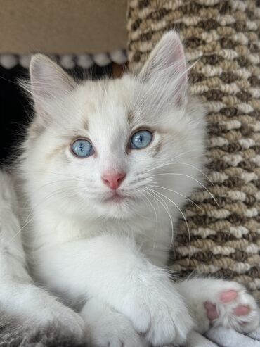 Мышыктар: Ищем заботливых хозяев для прекрасного мальчика-котенка породы