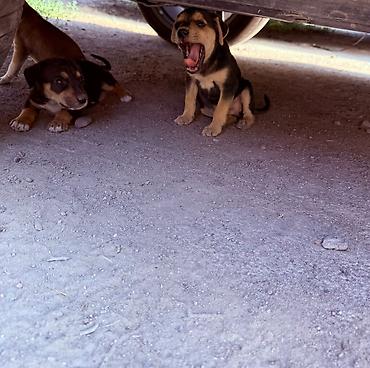 щенки собак: Щенки ищут любящий дом! 🐶❤️ Отдаем очаровательных щенков в добрые — 2